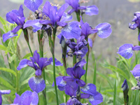 Iris sibirica.jpg_s.jpg